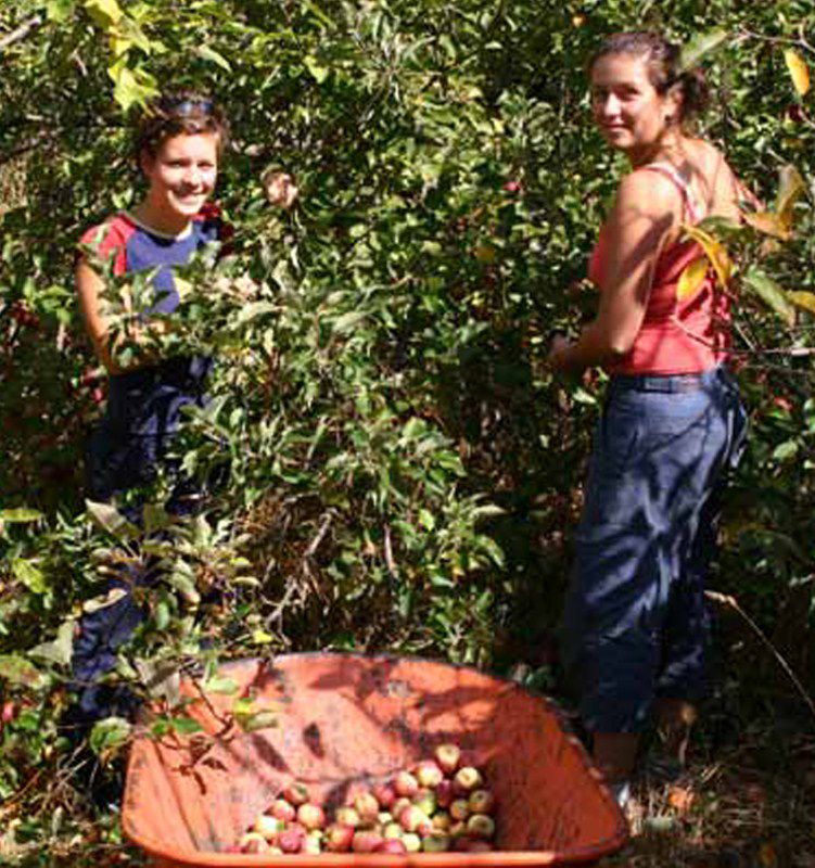 WWOOFers picking apples
