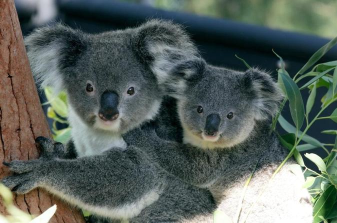 タロンガ動物園